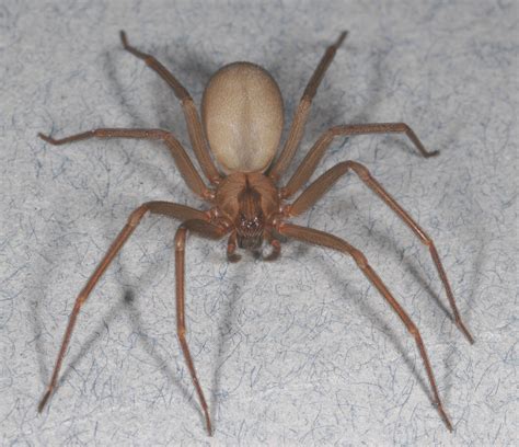 The brown recluse spider is not as big of a threat as many think ...