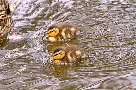 Baby Ducks Swimming Photograph by Peggy Collins