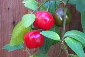 Capsicum pubescens - Wikimedia Commons