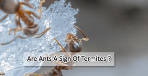 Do Termites And Ants Live Together? Comprehensive Guide