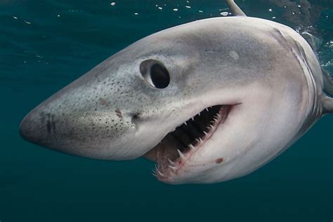 Are There Sharks in the Arctic? - Ocean Conservancy