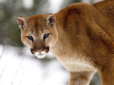 Cougar | The Biggest Animals Kingdom