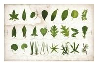 90+ Species Plantarum ideas | botany, plants, carl linnaeus