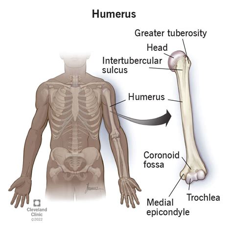 Proximal Humerus Anatomy