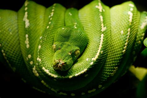 Green Tree Boa by Jerdan311 on DeviantArt