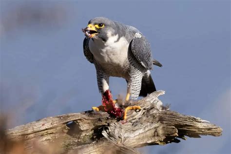 The Peregrine Falcon: Speed and Hunting Abilities in Florida – Nature ...