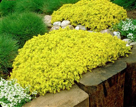 50pcs Sedum-Acre Golden Carpet, Yellow Stonecrop ground cover Flower ...