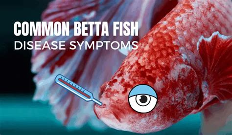 25 Betta Fish Diseases, Symptoms and Cure (With Pictures) (2022)