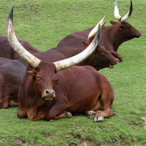 Ankole-Watusi - Wikipedia