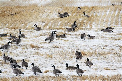 small canada goose decoy spread, Canada Goose coats replica official