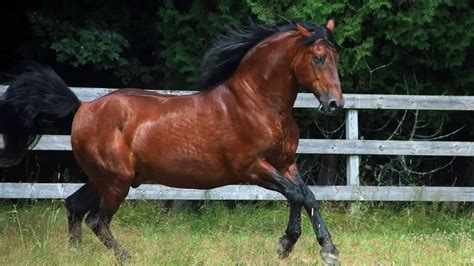 Cleveland Bay Horse Facts And Information - Breed Profile - AHF