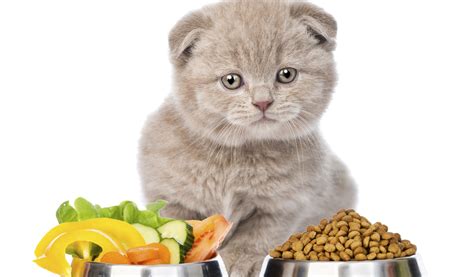 Top 10 Best Supplements for Cats – Supplement Timing