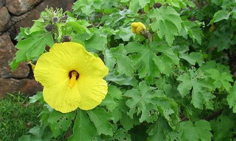 Hawaiian Hibiscus: Tropical Treasures - Epic Gardening