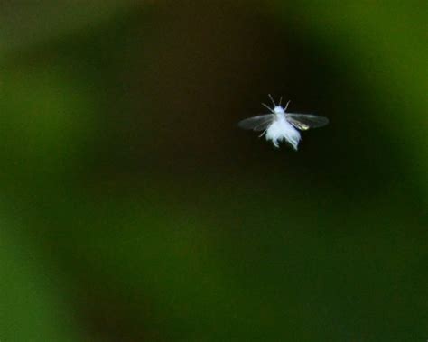 Nature Posts: Fuzzy White Flying Bugs