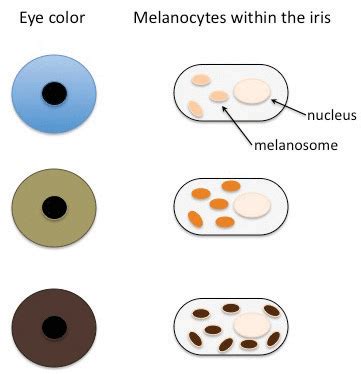 Brown Eyes Are Dominant Blue Eyes Are Recessive a Heterozygote Will ...