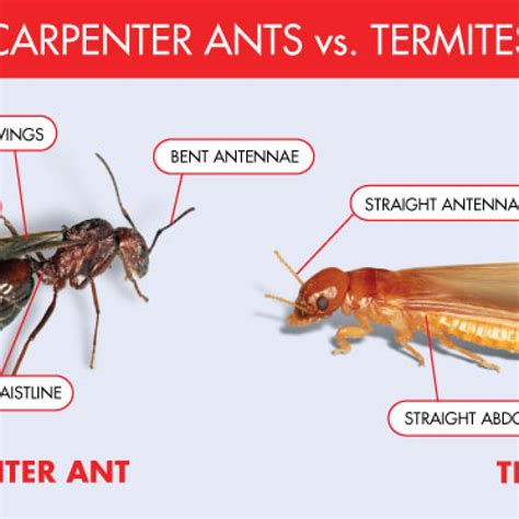 carpenter-ant-vs-termite - Ed Lavery & Sons Pest Control LLC