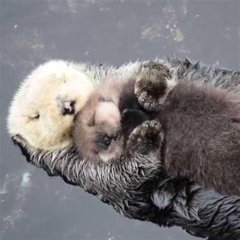 Mom and baby otter sleeping | Baby sea otters, Otters cute, Baby otters