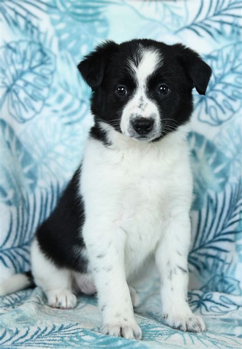 Border Collie Puppies for Sale | Buckeye Puppies