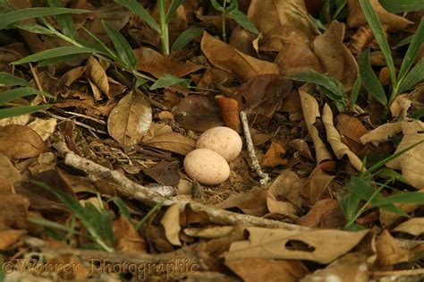 White-naped Nightjar eggs photo WP12874