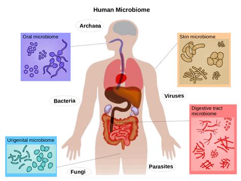 The human microbiome | Summary