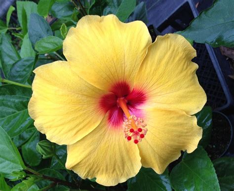 HAWAIIAN YELLOW HIBISCUS PLANT CUTTING - Other Plants, Seeds & Bulbs