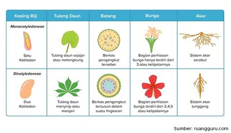 Mengenal Perbedaan Monokotil dan Dikotil. Ini Contohnya!