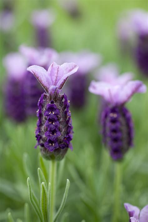 Wholesale Lavender Plants - Fairweather's Nursery