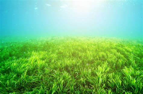 10 Facts About Seagrass You Probably Didn’t Know