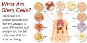 10 Benefits of Stem Cell Therapy - StemCures