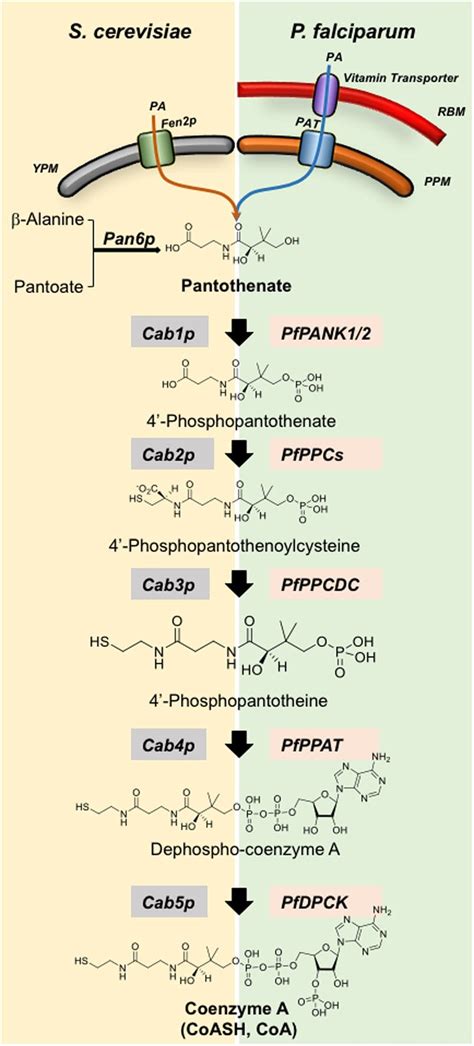 Coenzyme A biosynthesis pathways in S. cerevisiae and P. falciparum ...