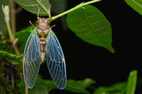 Insect wings inspire antibacterial packaging - New Food Magazine