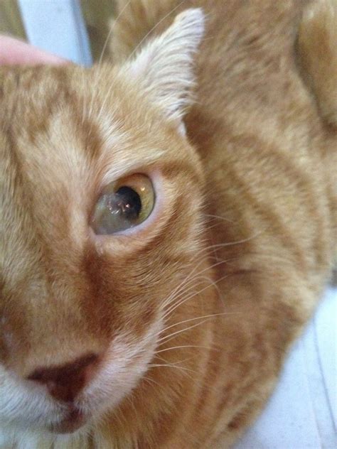 Eye problems - third eyelid issues? | TheCatSite