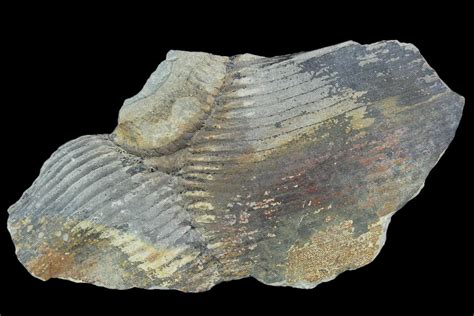 3.1" Pennsylvanian Fossil Horsetail (Calamites) - Kentucky (#123534 ...