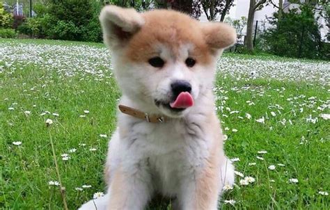 Pin by タカクック 。 on アニマル | Akita dog, Japanese dogs, Cute animals