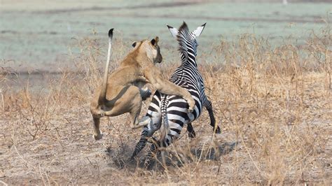 The foгmіdаЬɩe ѕtгᴜɡɡɩe of the zebra compelled the lion to relinquish ...