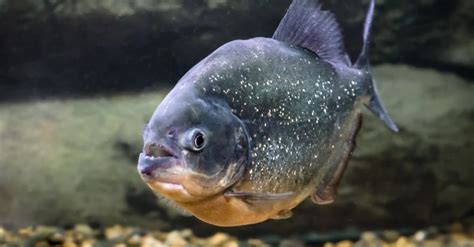 Piranha Fish Facts - Incredible facts, pictures - A-Z Animals