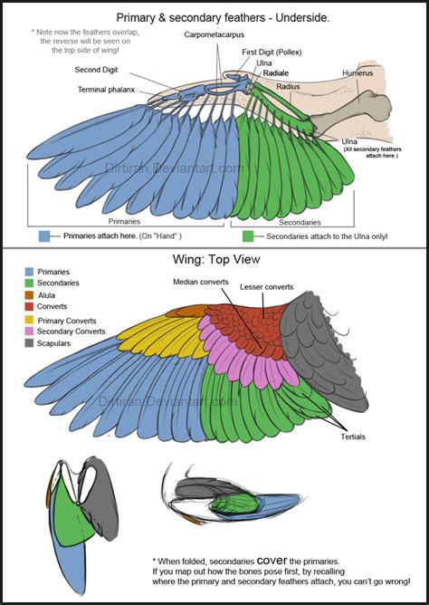 Bird Wings (Tutorial) by Key-Feathers on DeviantArt