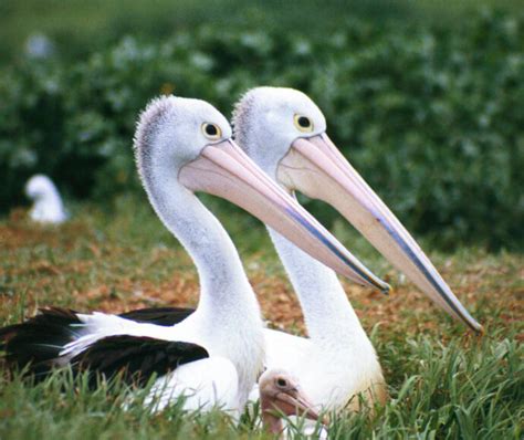 Plants and animals in wetlands | NSW Environment and Heritage