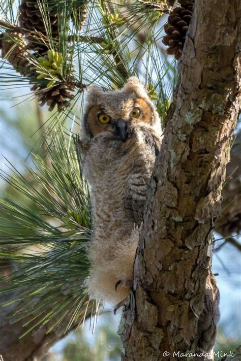 Young Great Horned Owl. Huntsville, Alabama. | Buhos, Naturaleza