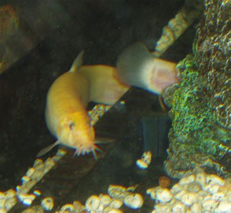 Pond Loach Fish: Characteristics, Diet, Uses