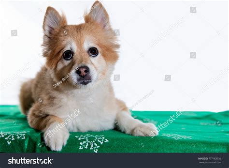 17 Shiba Inu Akita Mix Images, Stock Photos & Vectors | Shutterstock