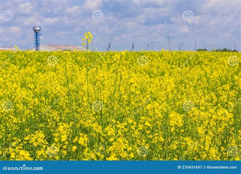 Cultivation of Breeding Varieties of Rapeseed. Yellow Rapeseed Plants ...