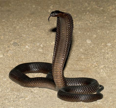 Cape Cobra Facts and Pictures | Reptile Fact