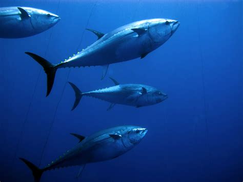 Atlantic Bluefin Tuna Facts: Habitat, Diet, Conservation & More