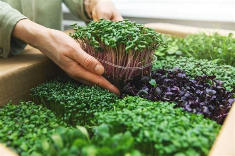 What are microgreens? - Plantura