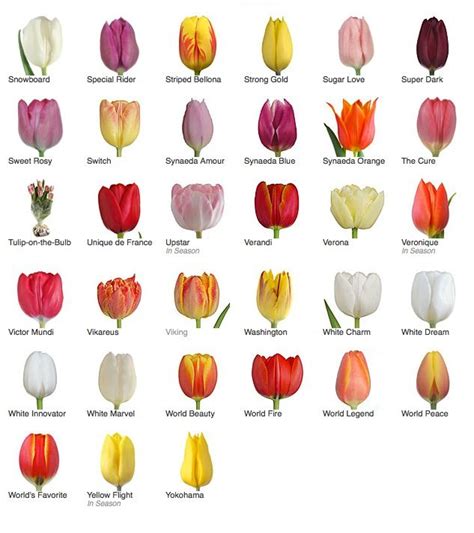 Parrot Tulips, Tulips Flowers, Colorful Flowers, Spring Flowers ...