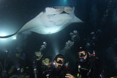 Are Manta Ray Expeditions Harmful to Manta Rays? - Manta Ray Advocates ...