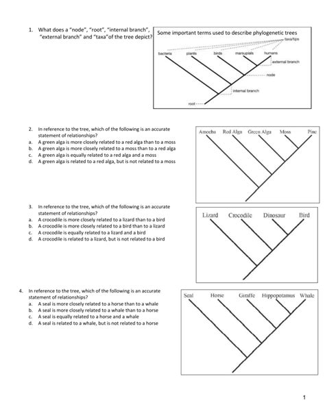 worksheets cladistics