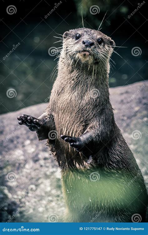 Standing Otter Holding Up His Hands Stock Image - Image of holding ...