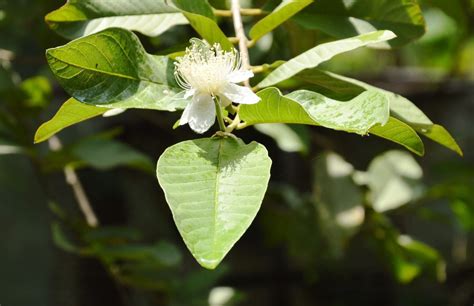 My Guava Won't Flower - Reasons For A Guava Tree Not Flowering